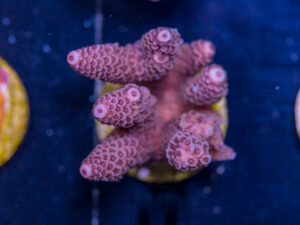 A11 - Millepora