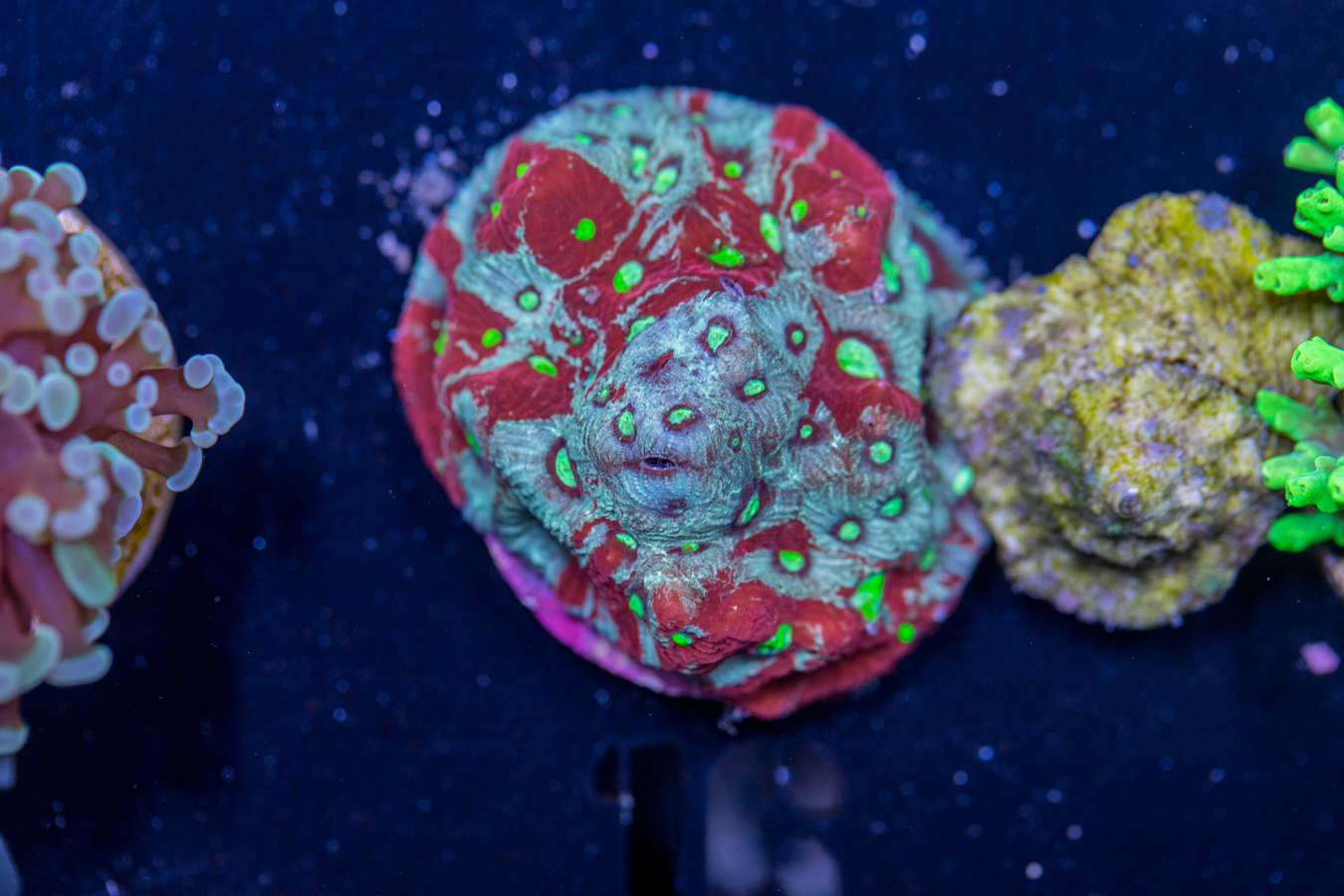 A16 - Favites 1 A16 - Favites