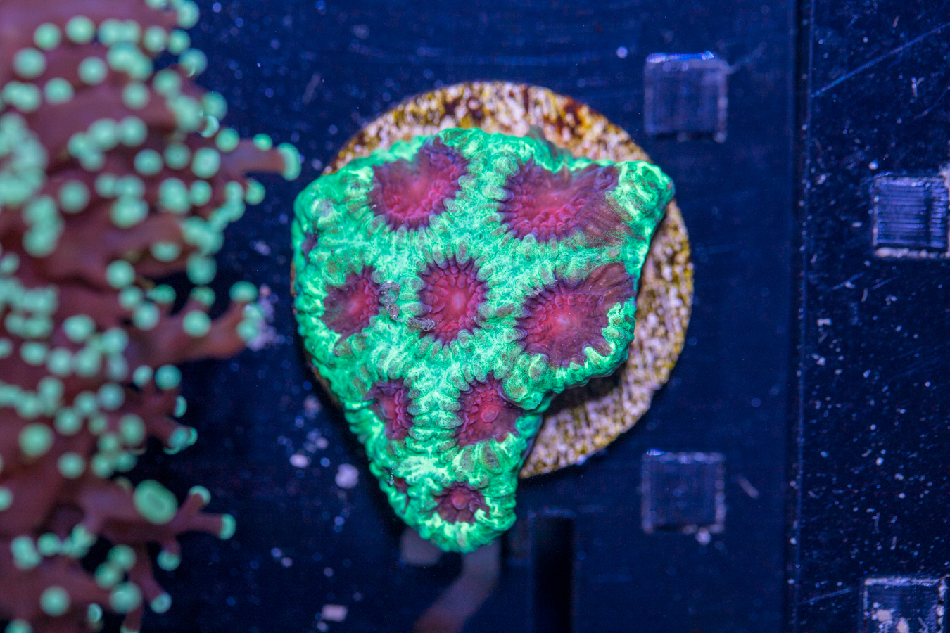 A21 - Favia 1 A21 - Favia