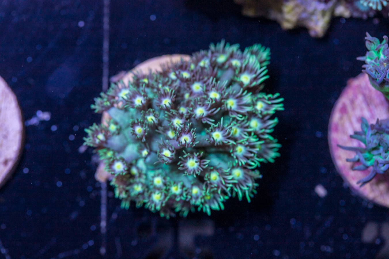 A25 - Goniopora 1 A25 - Goniopora