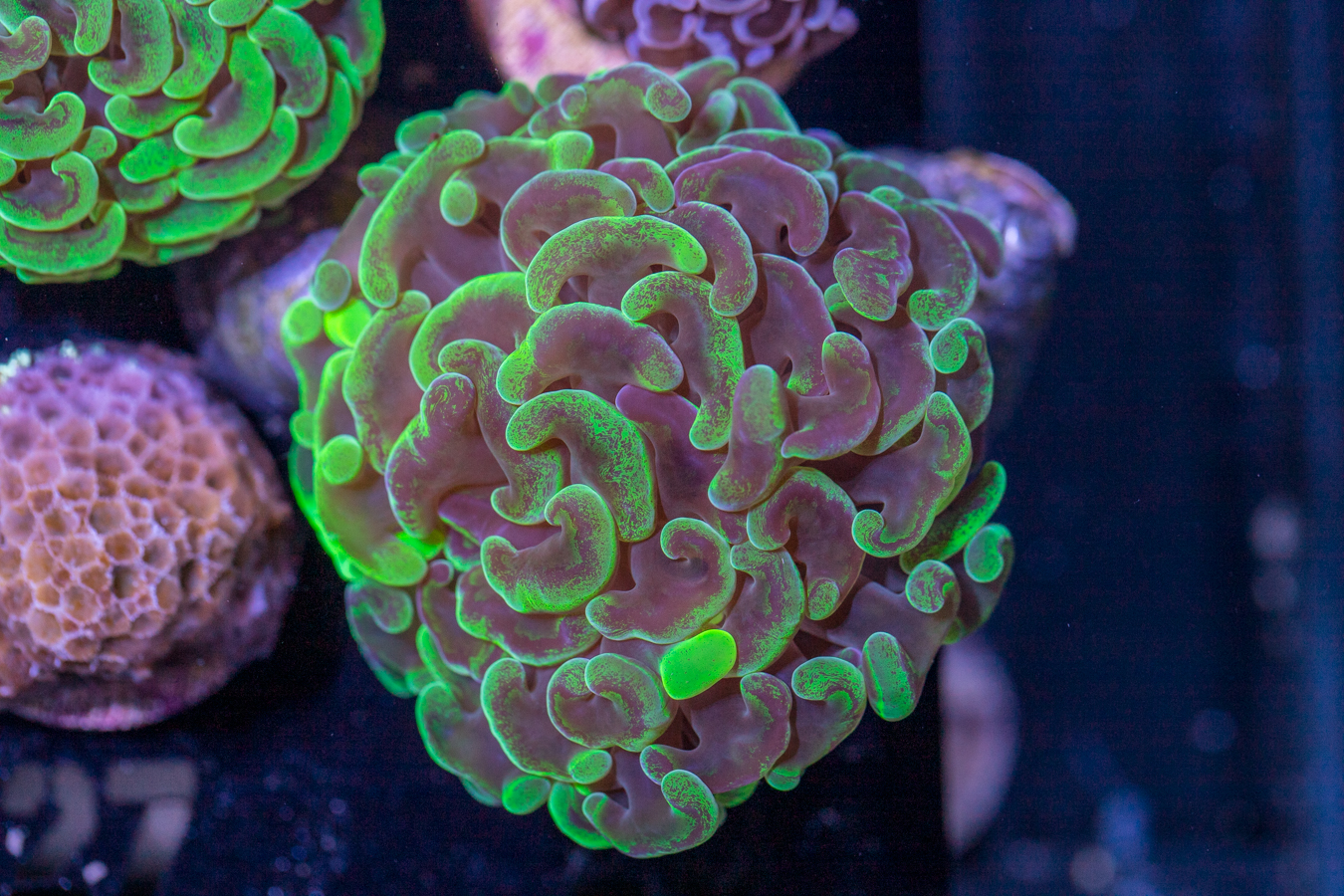 A27 - Hammer 1 A27 - Hammer