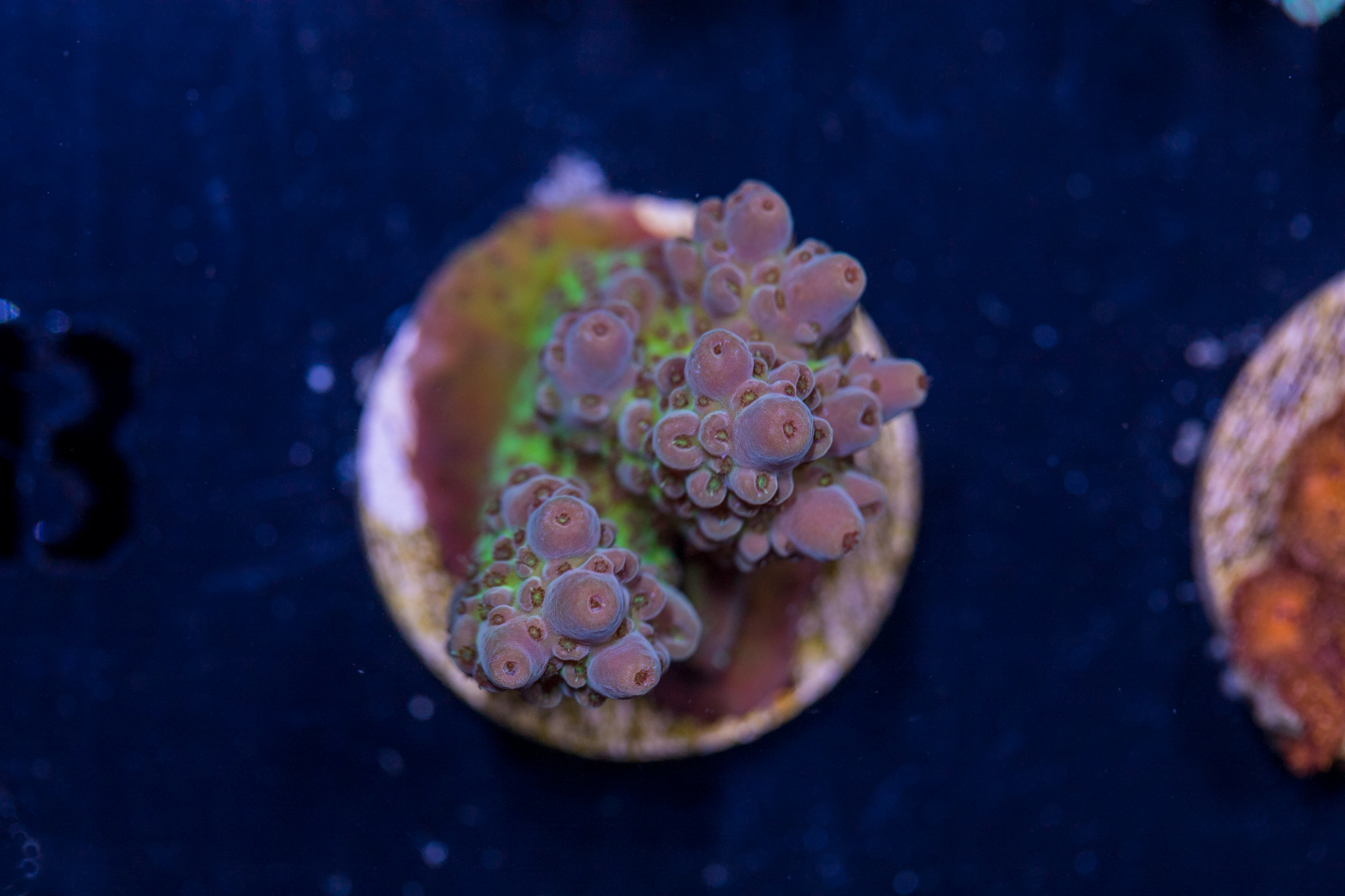 B15 - Acropora 1 B15 - Acropora