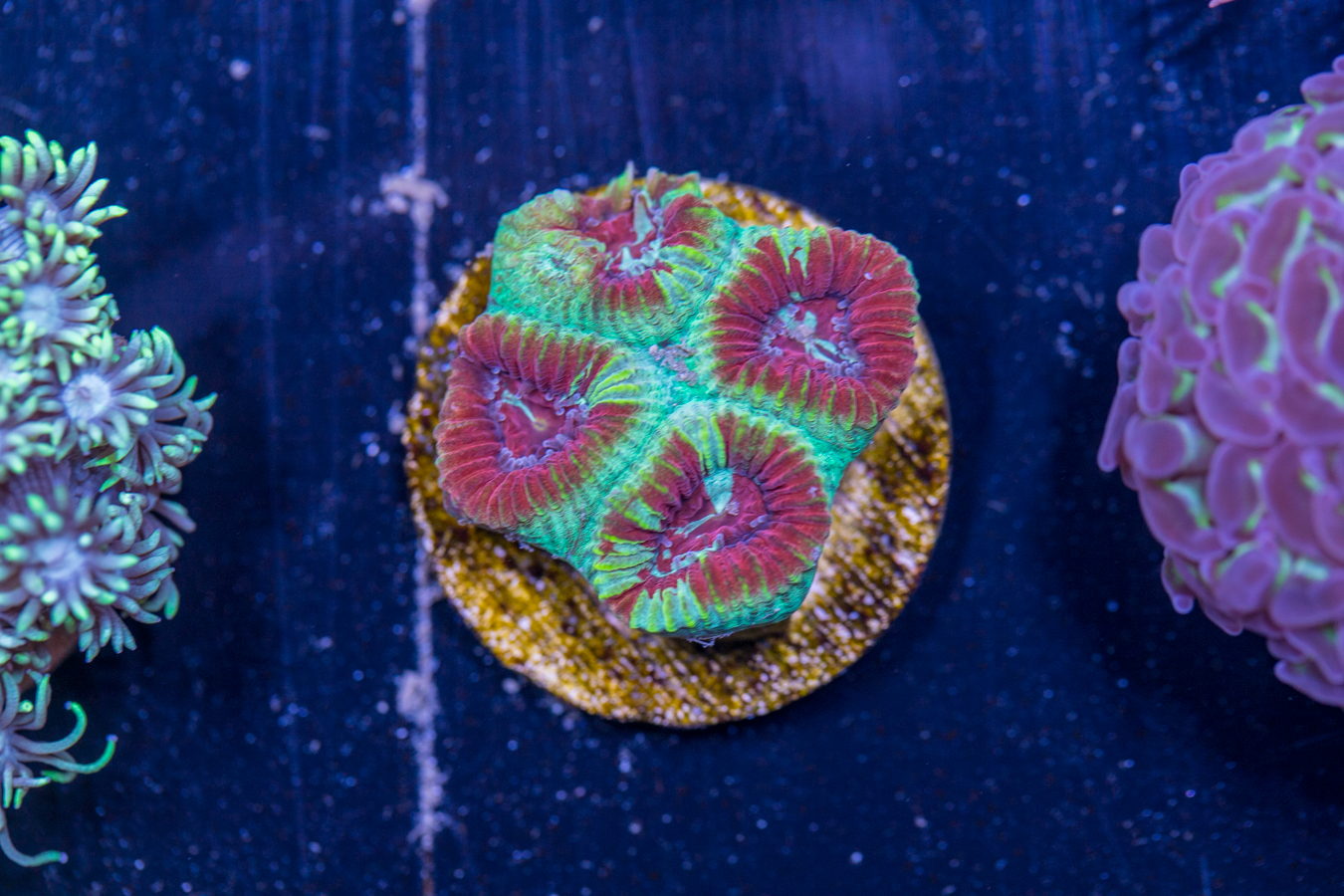 B18 - Favia 1 B18 - Favia