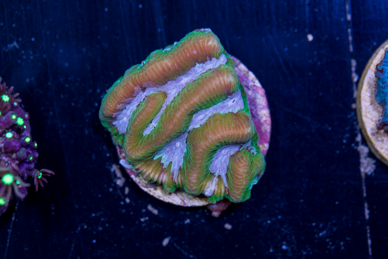 C10 - Platygyra 1 C10 - Platygyra