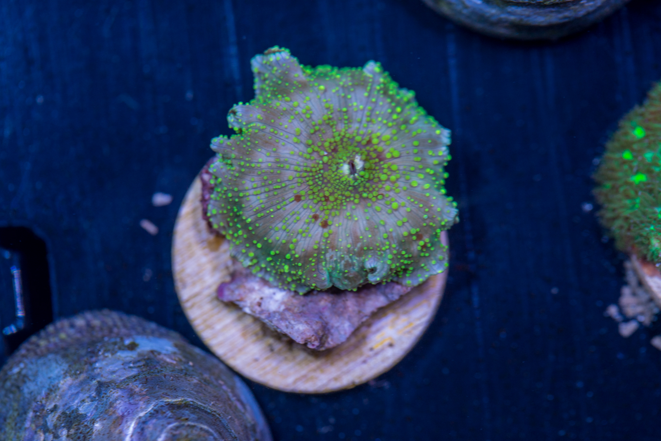 D08 - Corallimorph 1 D08 - Corallimorph