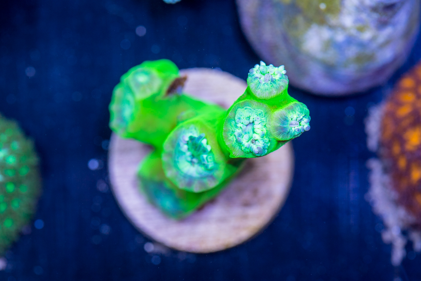 D10 - Duncan 1 D10 - Duncan