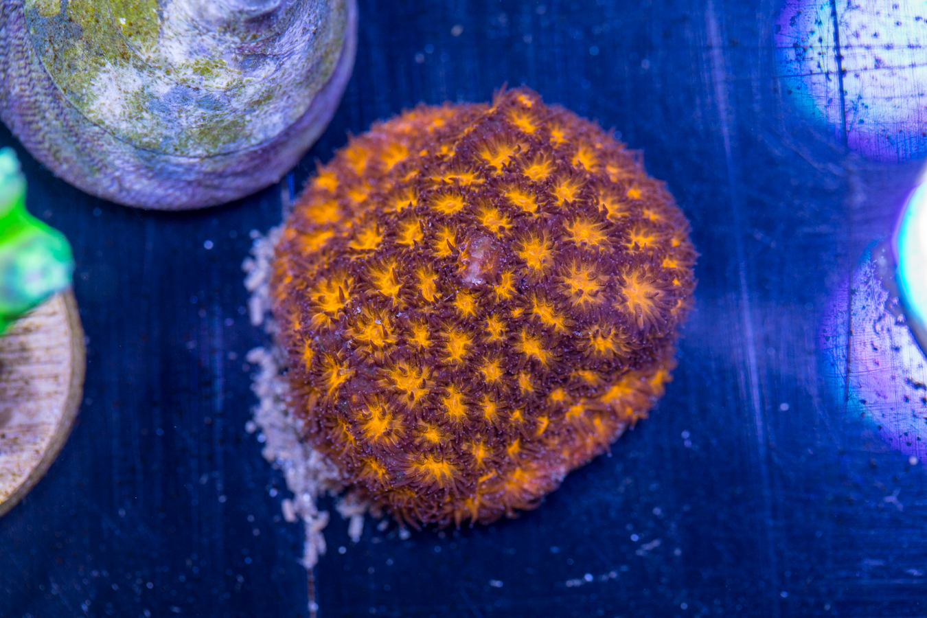 D11 - Leptastrea 1 D11 - Leptastrea