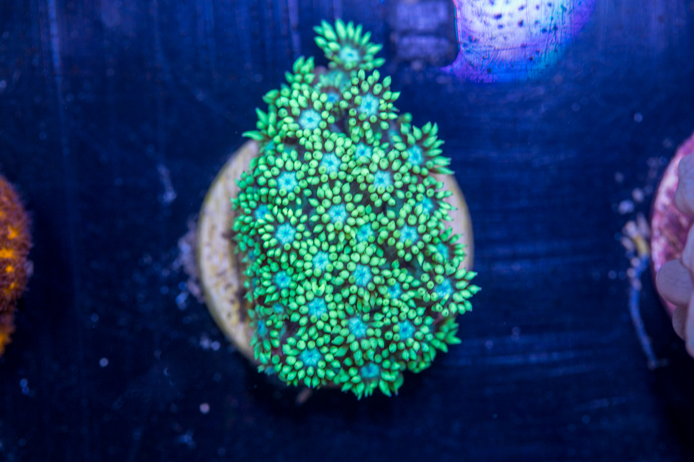 D12 - Goniopora 1 D12 - Goniopora