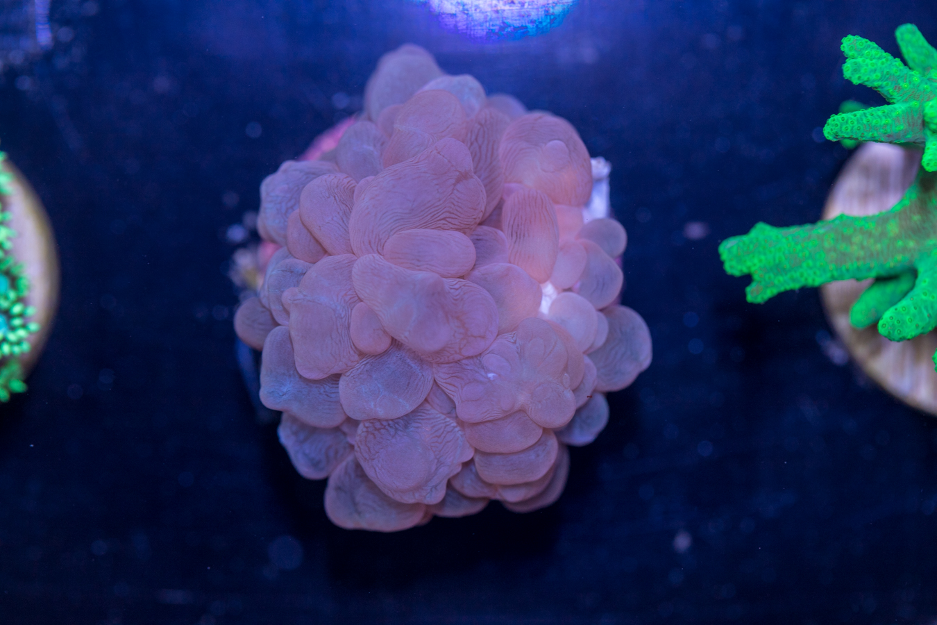 D13 - Bubble 1 D13 - Bubble