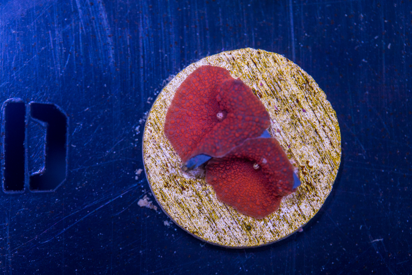 D15 - Corallimorph 1 D15 - Corallimorph