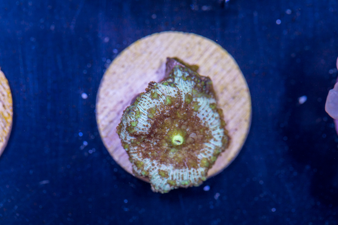 D16 - Corallimorph 1 D16 - Corallimorph