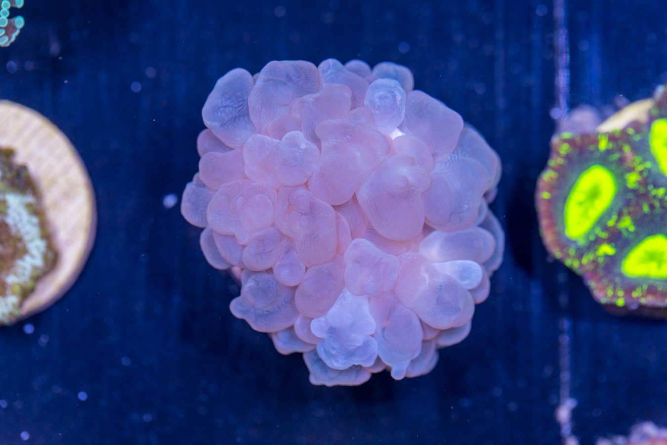 D17 - Bubble 1 D17 - Bubble