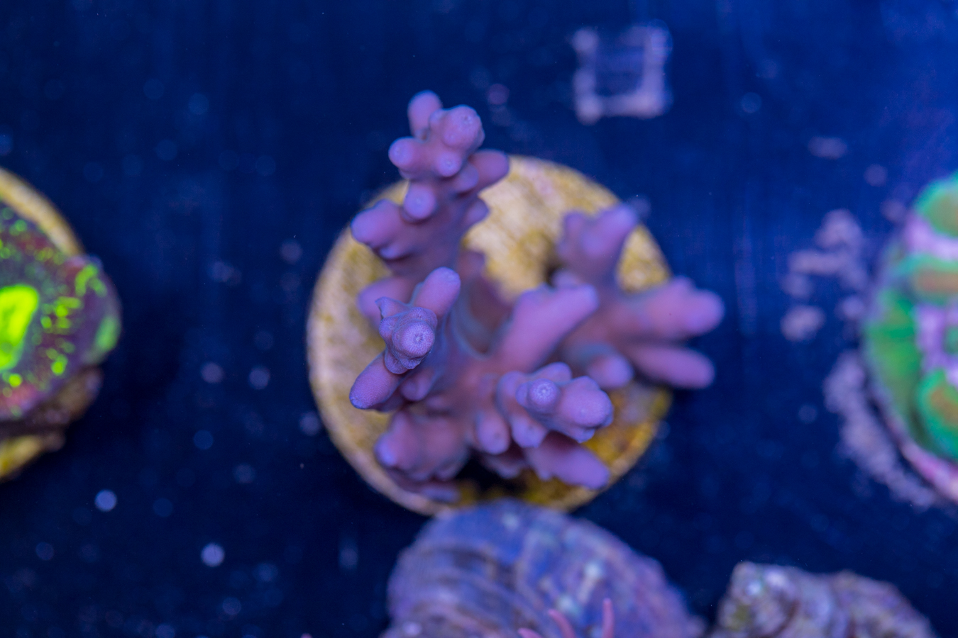 D19 - Acropora 1 D19 - Acropora