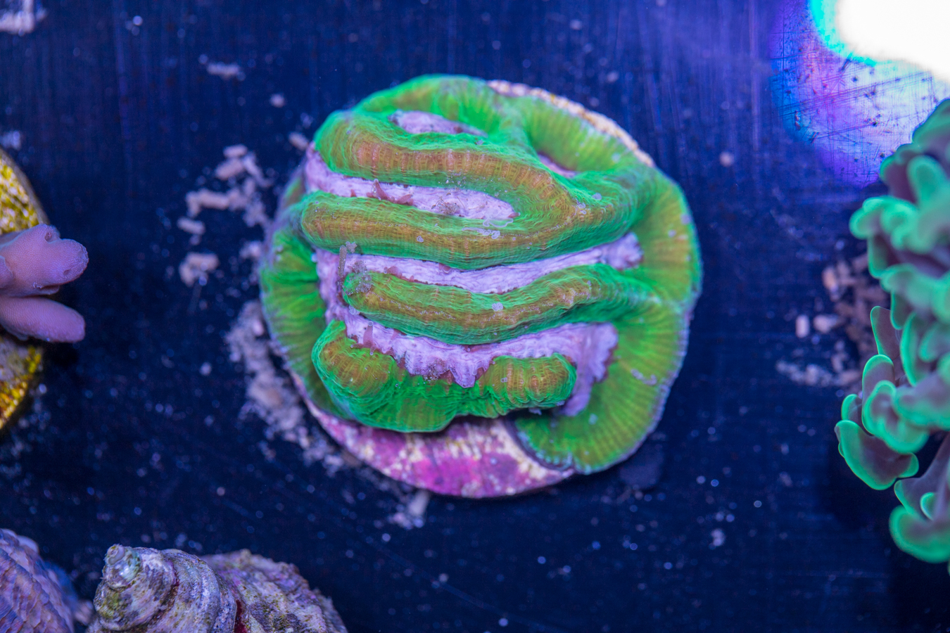 D20 - Platygyra 1 D20 - Platygyra