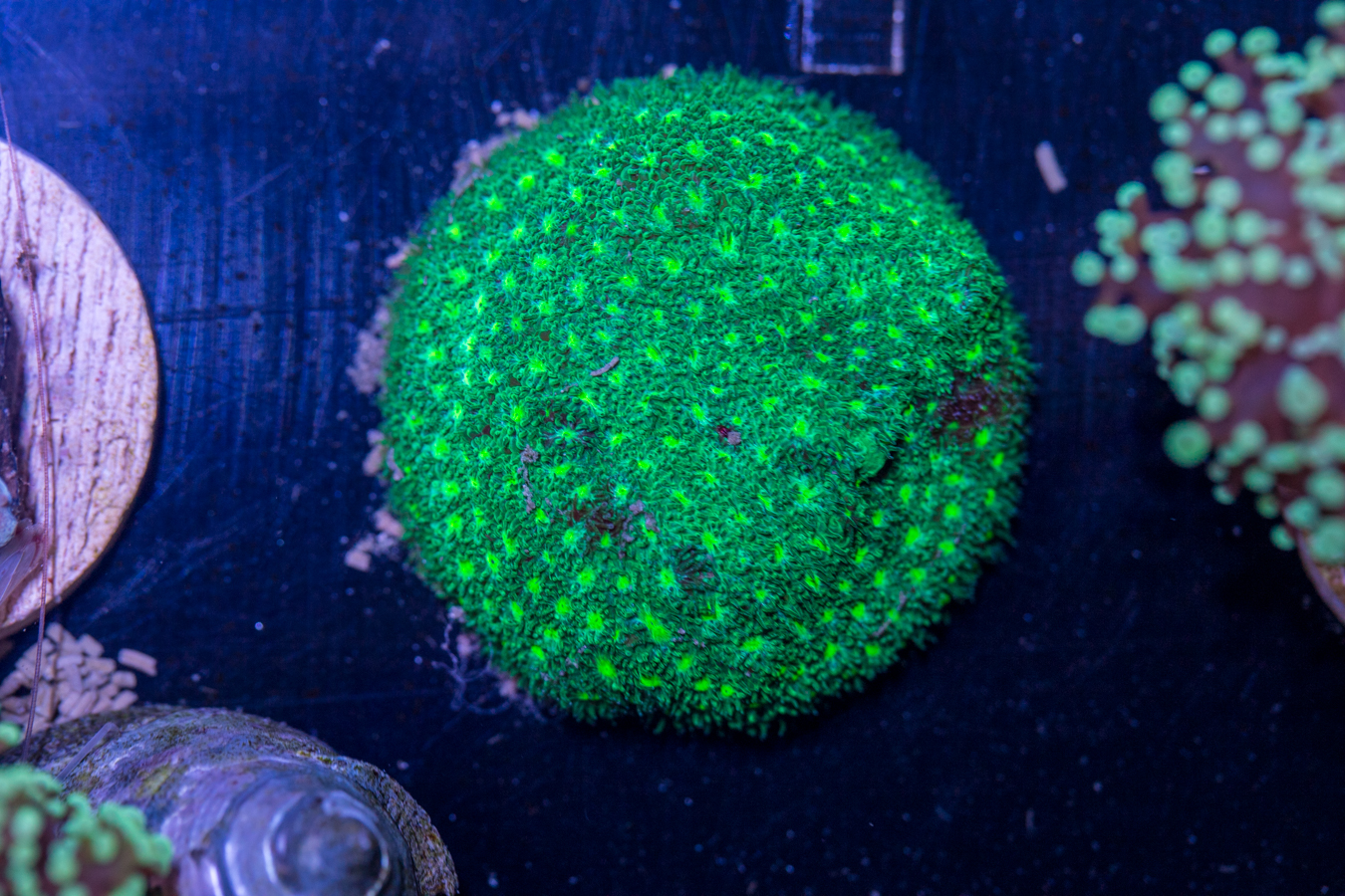 D23 - Leptastrea 1 D23 - Leptastrea