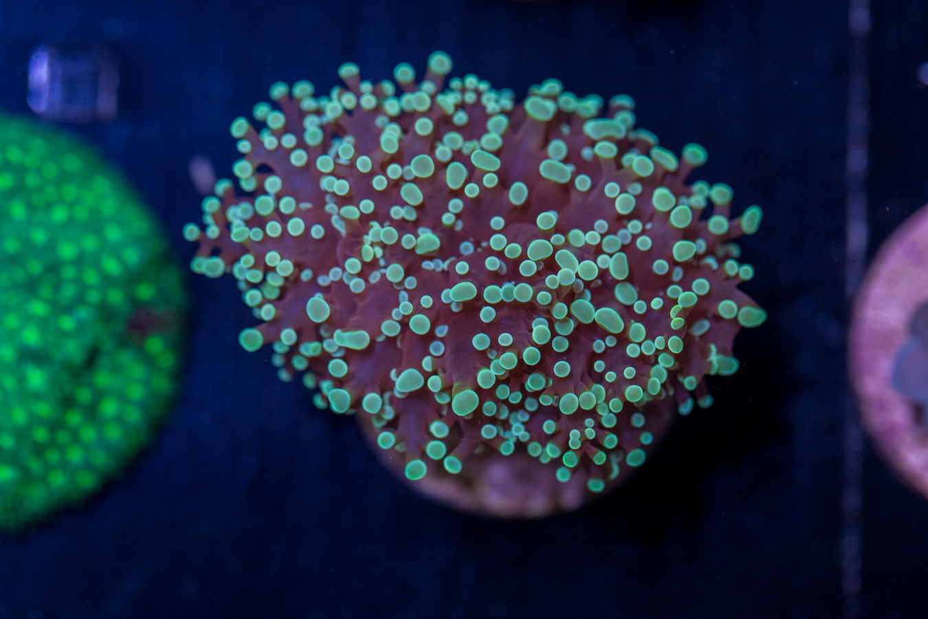 D24 - Frogspawn 1 D24 - Frogspawn