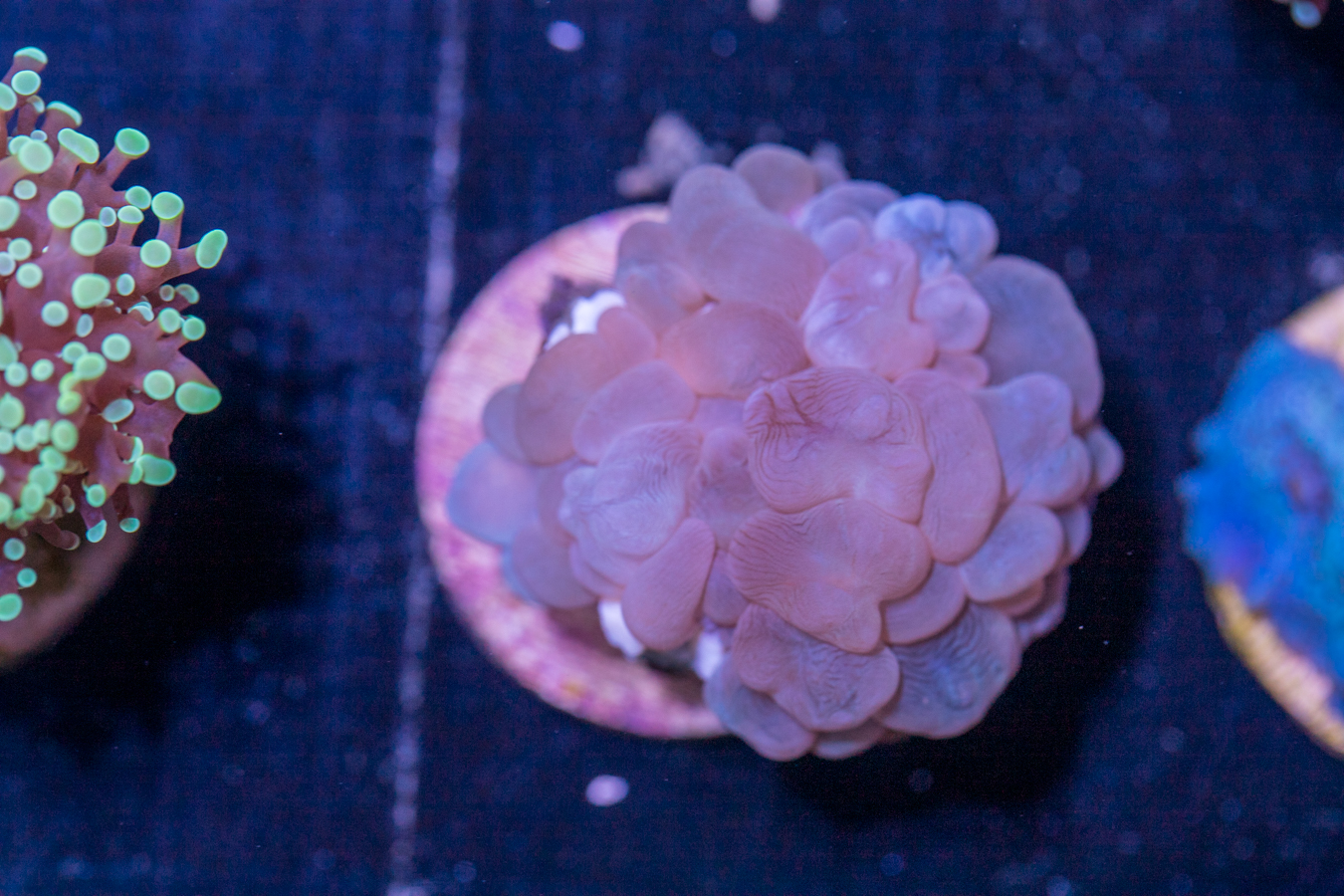 D25 - Bubble 1 D25 - Bubble