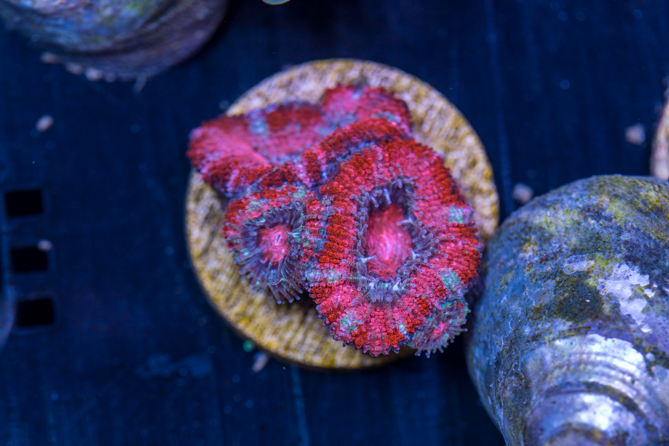 E08 - Acan 1 E08 - Acan