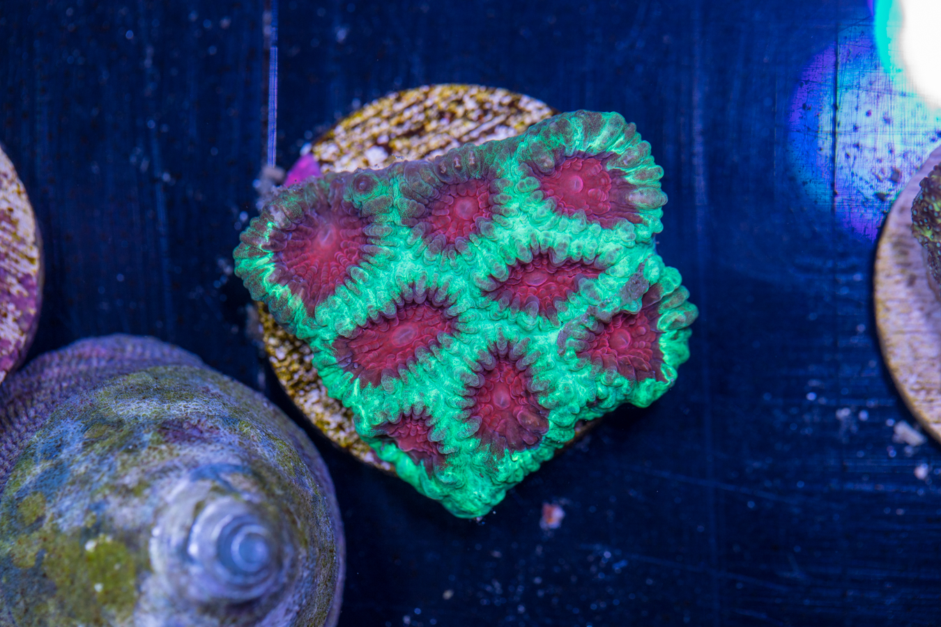 E11 - Favia 1 E11 - Favia