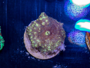 E12 - Corallimorph