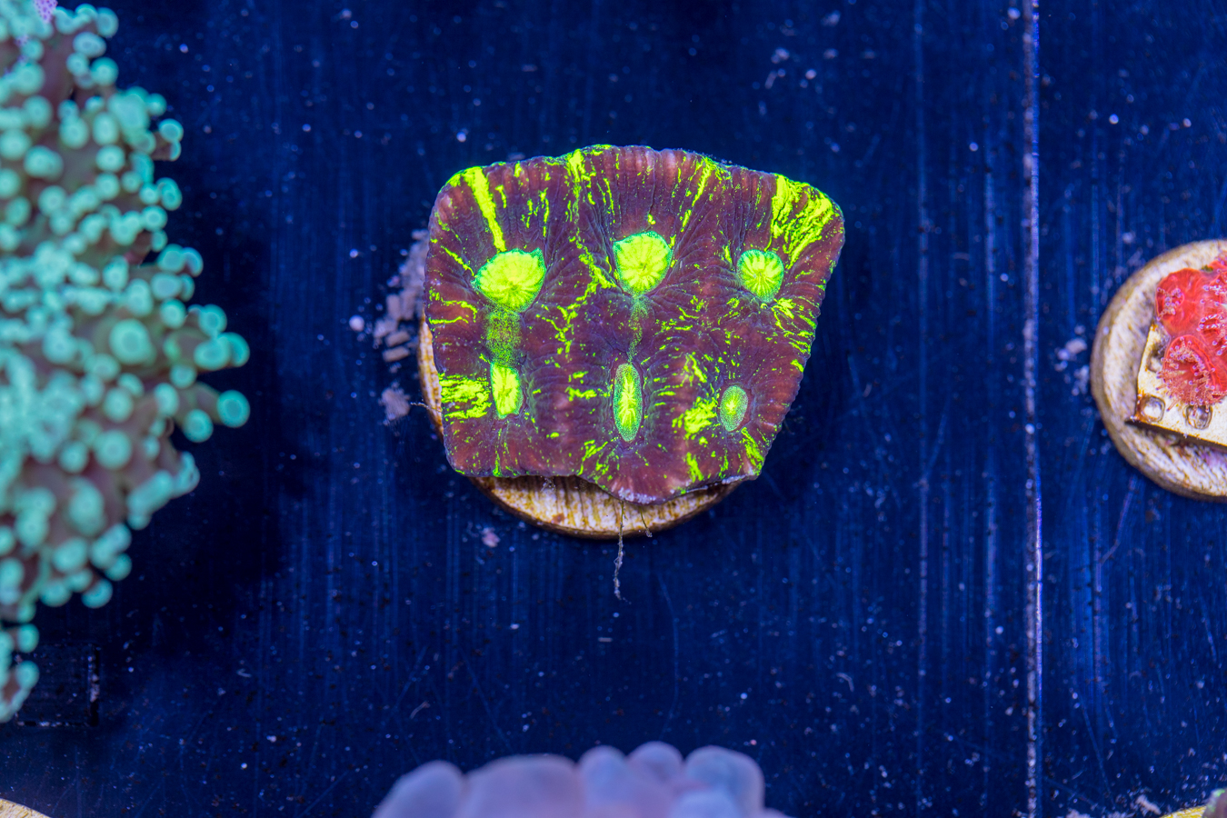 E17 - Goniastrea 1 E17 - Goniastrea