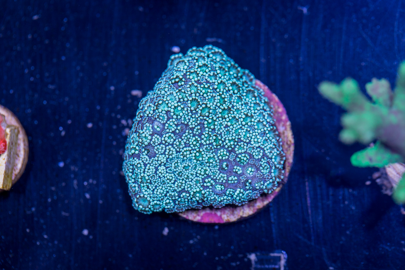 E19 - Alveopora 1 E19 - Alveopora