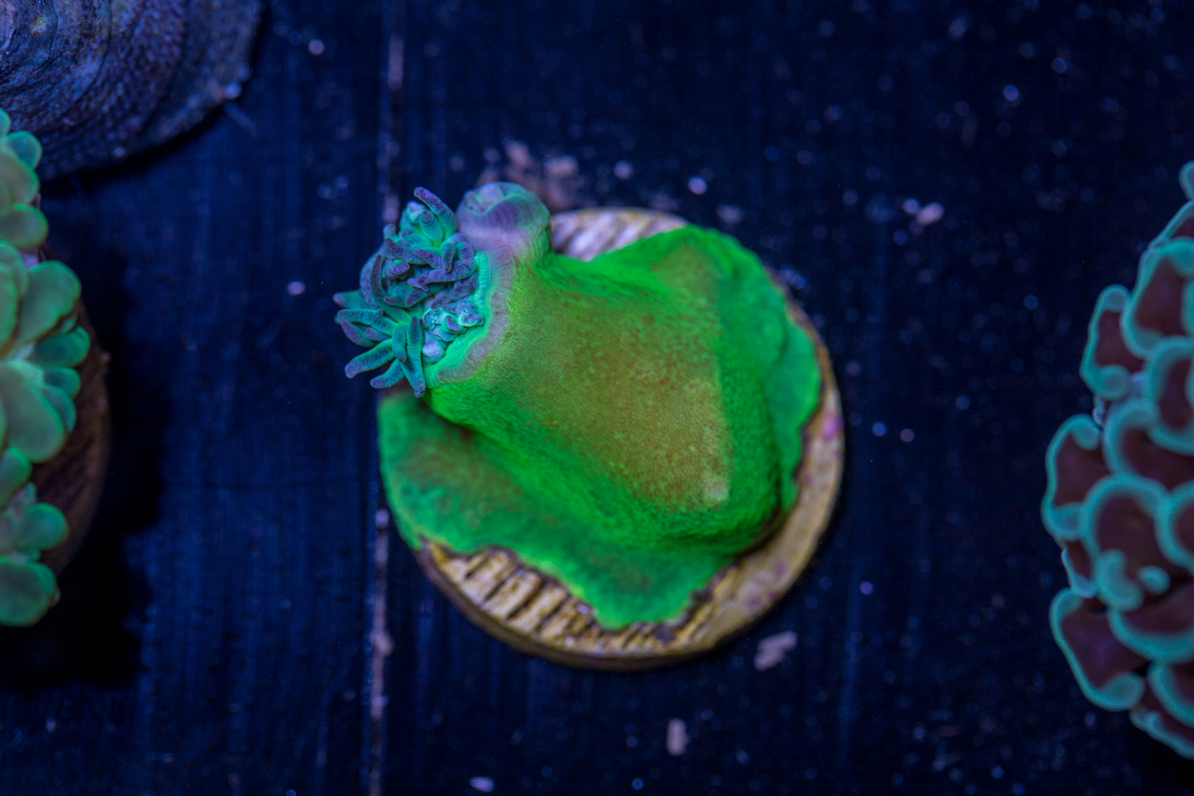 E25 - Duncan 1 E25 - Duncan