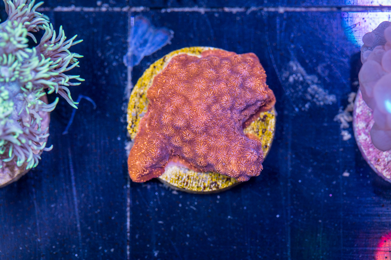 F11 - Pavona 1 F11 - Pavona