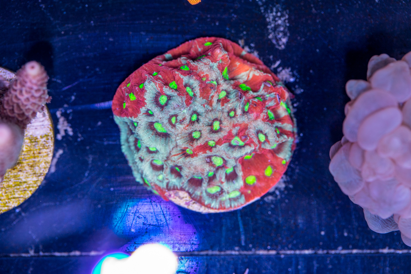 F13 - Favites 1 F13 - Favites