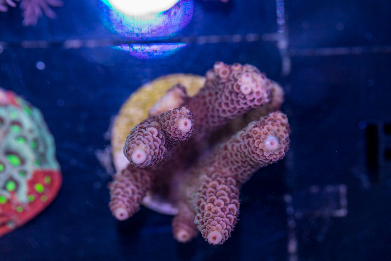 F14 - Millepora 1 F14 - Millepora