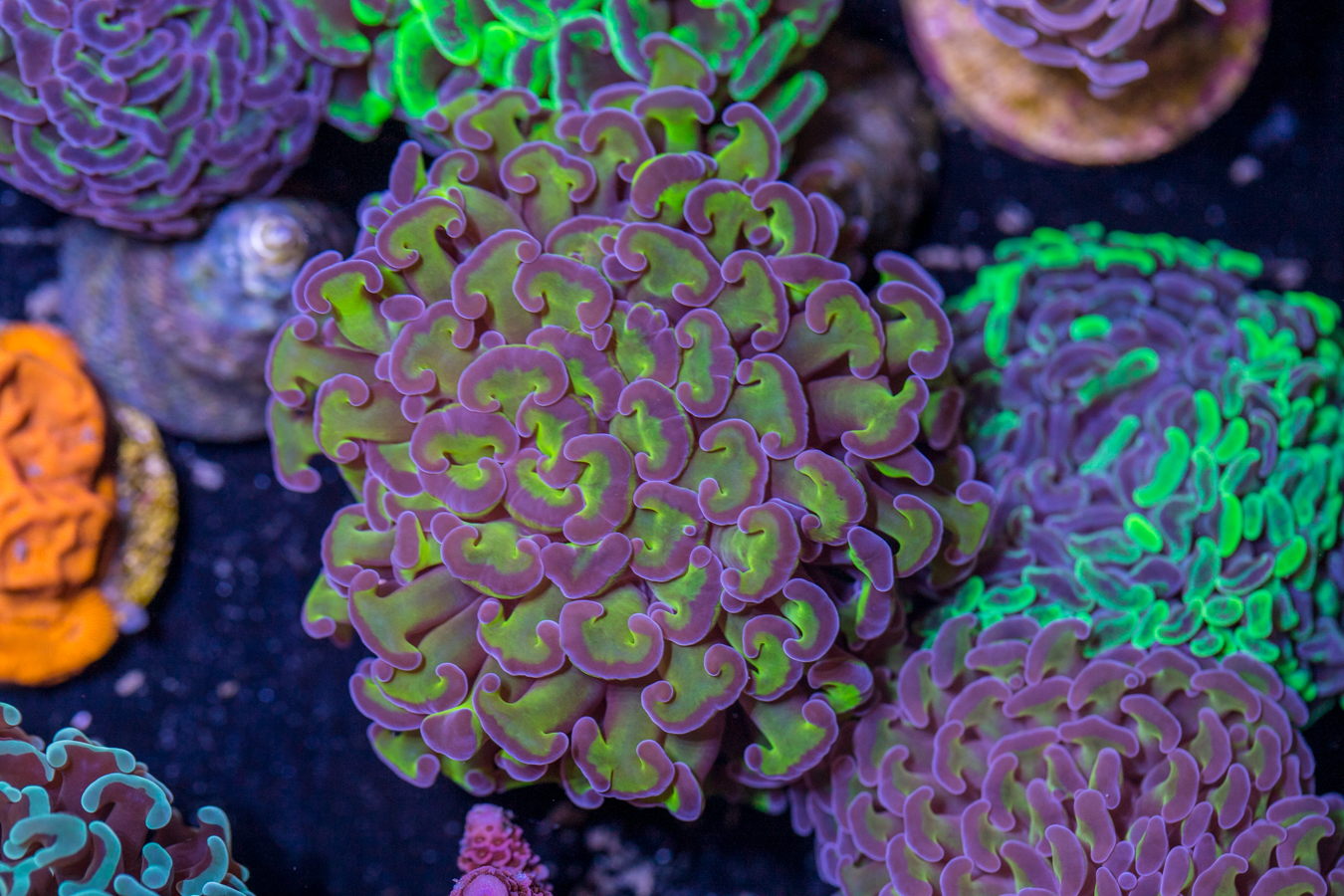 F27 - Hammer 1 F27 - Hammer