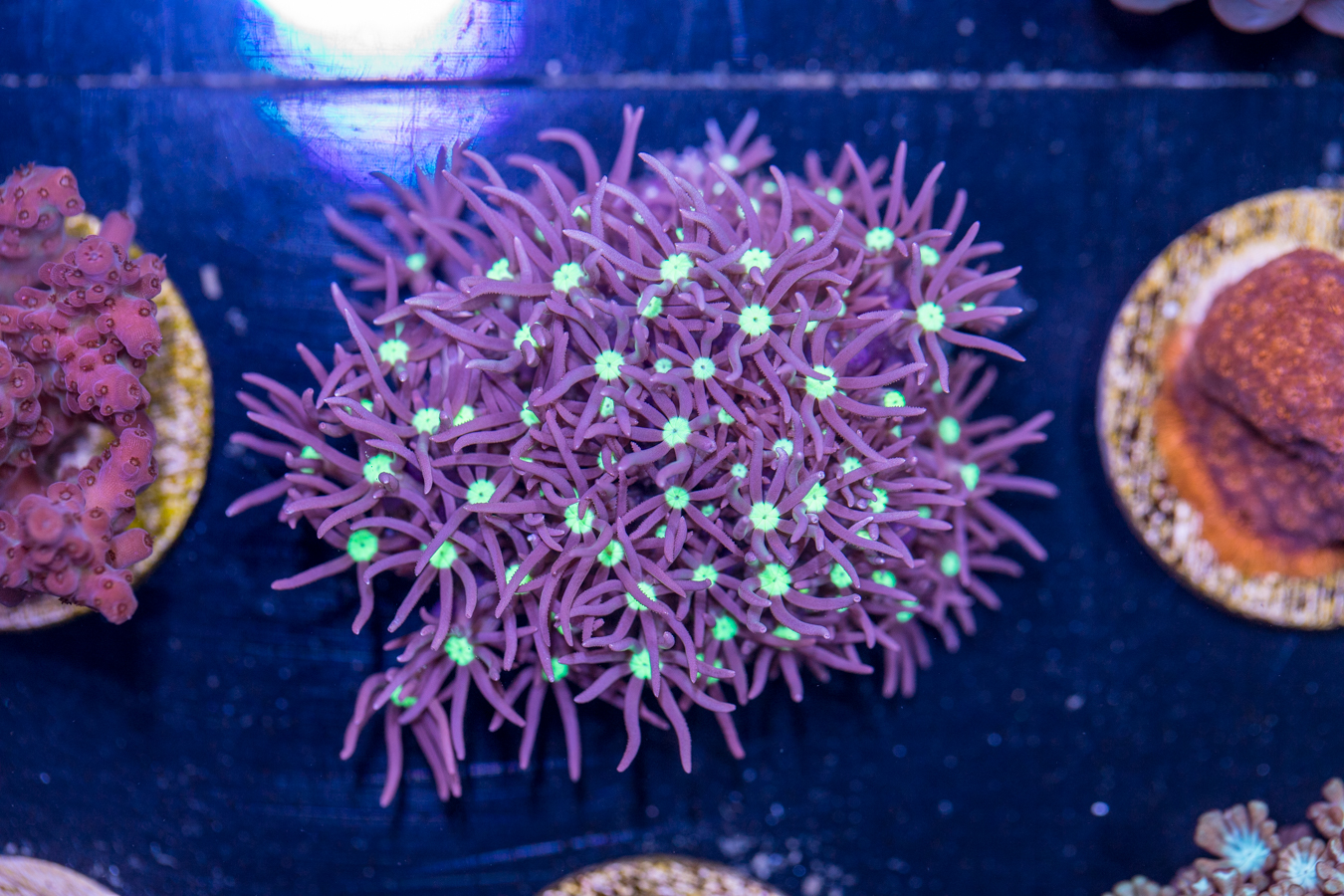 G13 - Star Polyp 1 G13 - Star Polyp