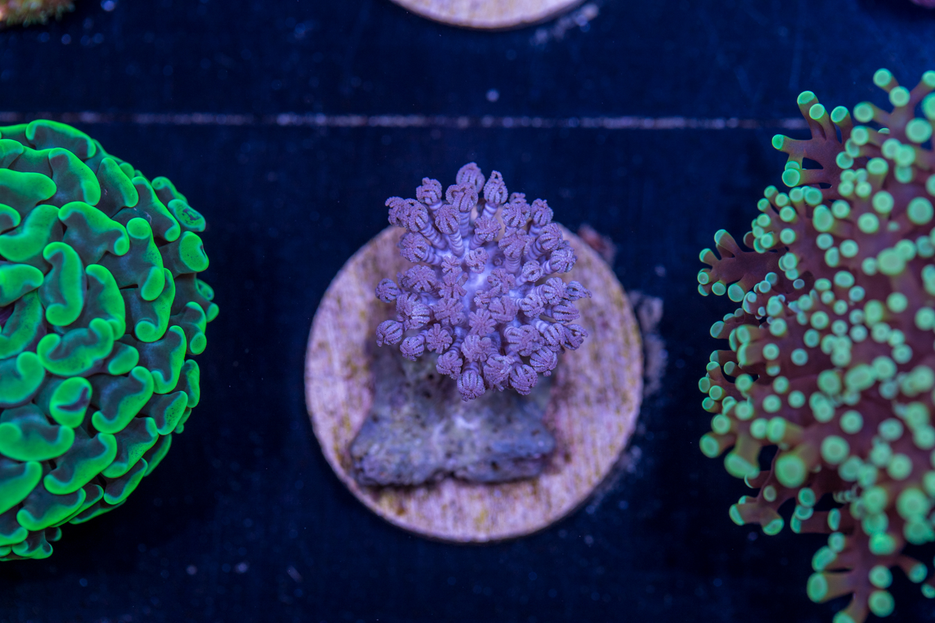 G16 - Xenia 1 G16 - Xenia