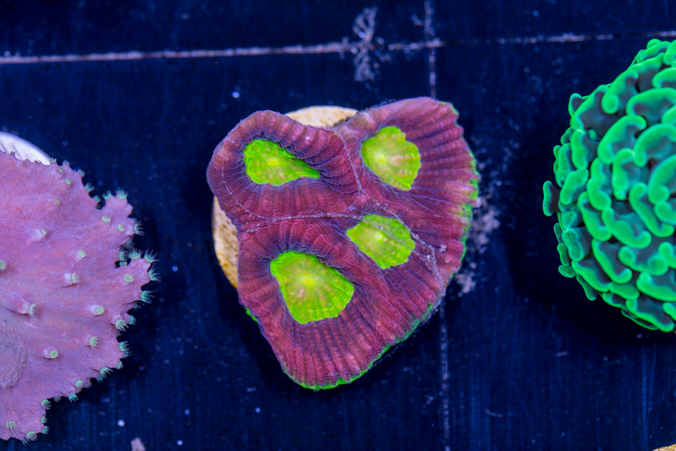 G18 - Favia 1 G18 - Favia