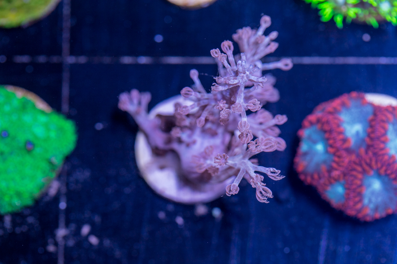 G24 - Capnella 1 G24 - Capnella