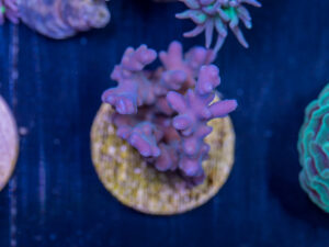 H10 - Acropora