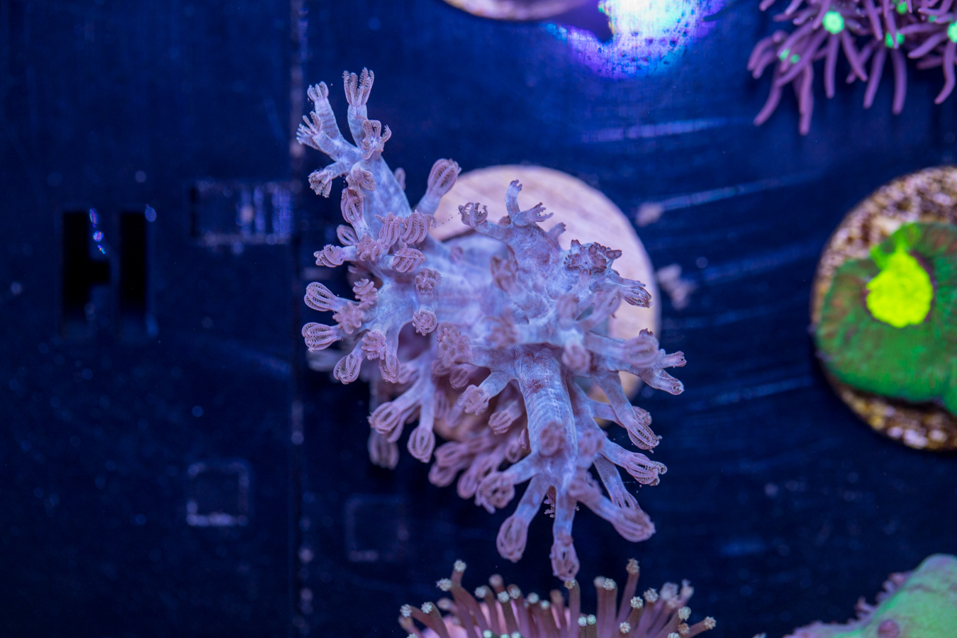 H14 - Capnella 1 H14 - Capnella