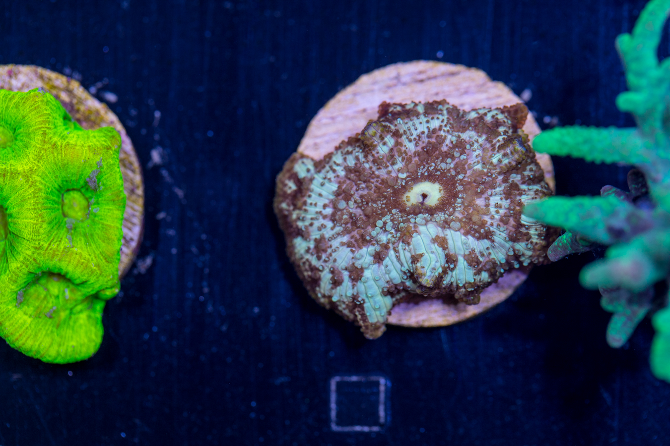 H16 - Corallimorph 1 H16 - Corallimorph