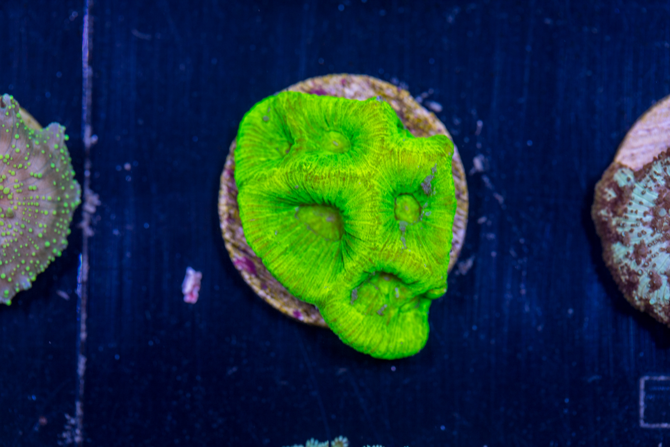 H17 - Goniastrea 1 H17 - Goniastrea