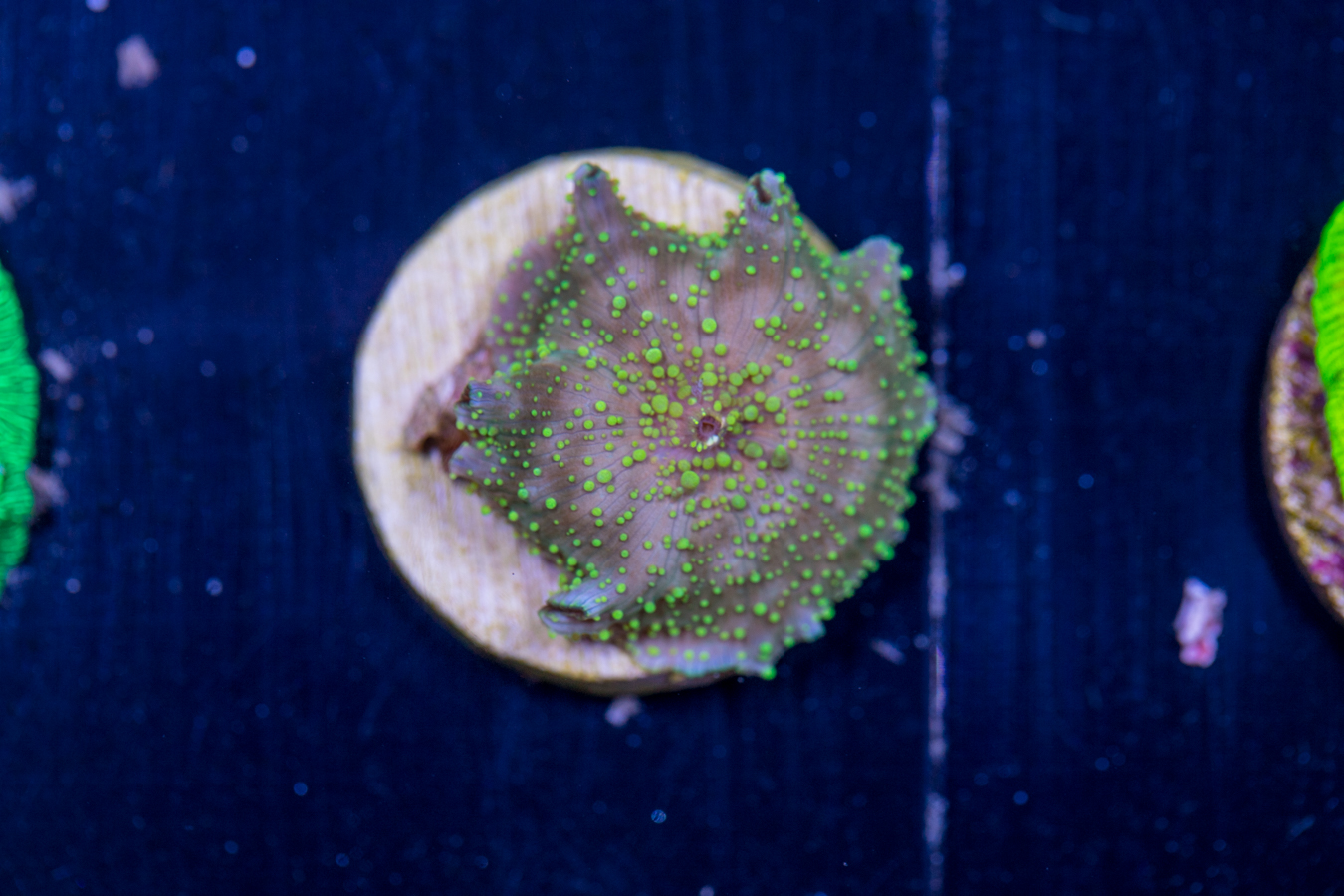 H18 - Corallimorph 1 H18 - Corallimorph