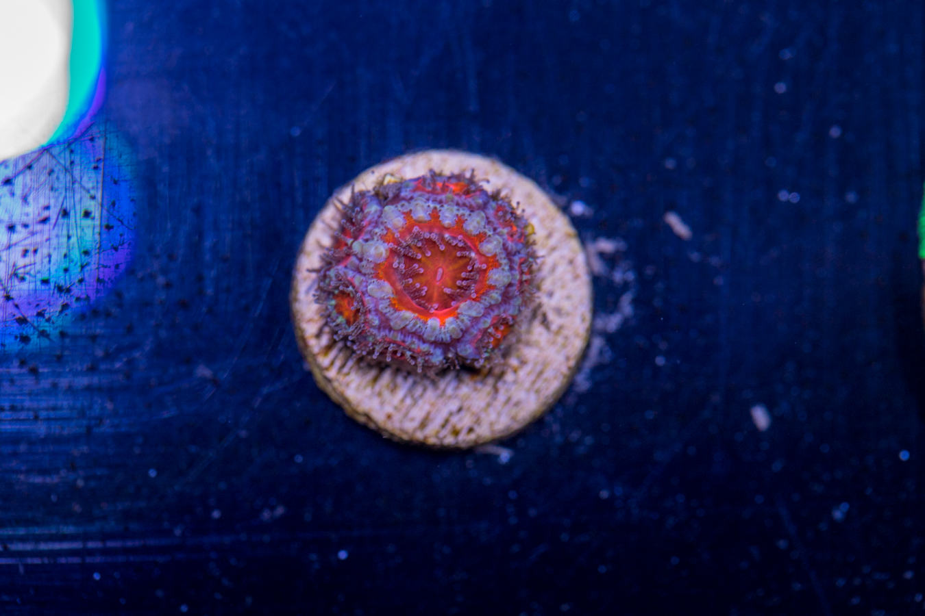 H20 - Acan 1 H20 - Acan