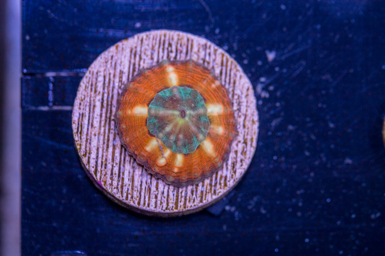 H21 - Lobophyllia 1 H21 - Lobophyllia