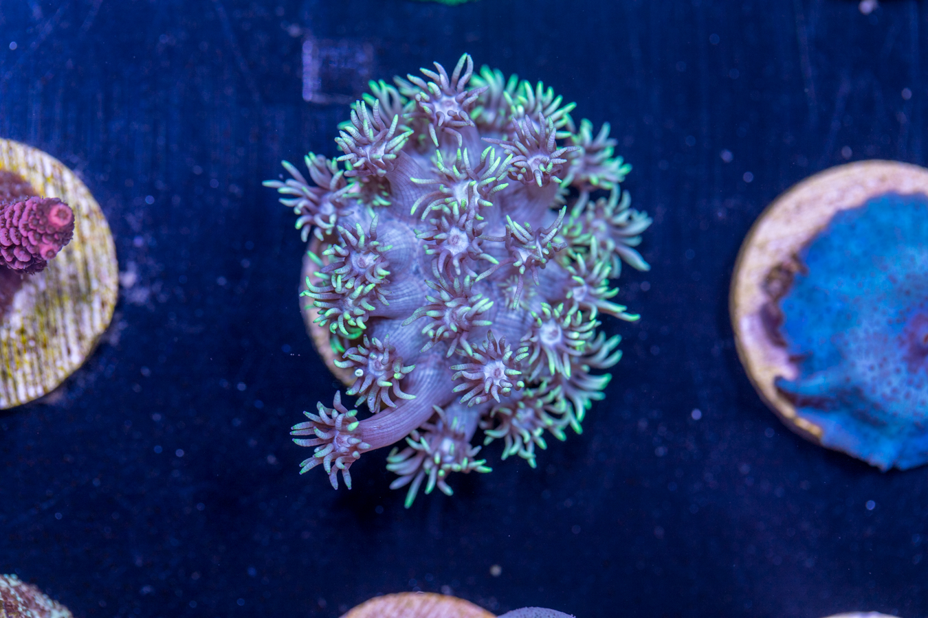 I19 - Goniopora 1 I19 - Goniopora