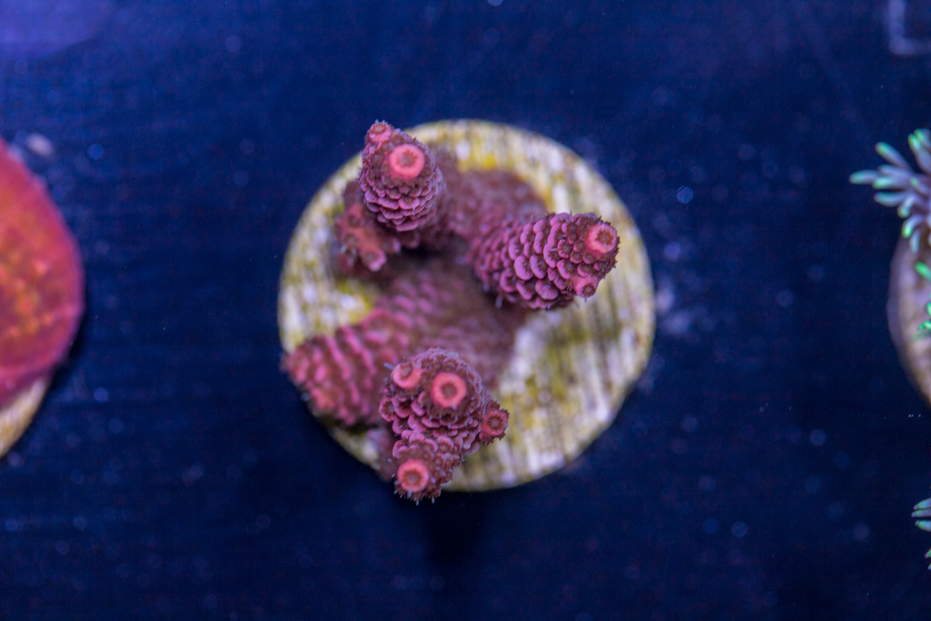 I20 - Millepora 1 I20 - Millepora