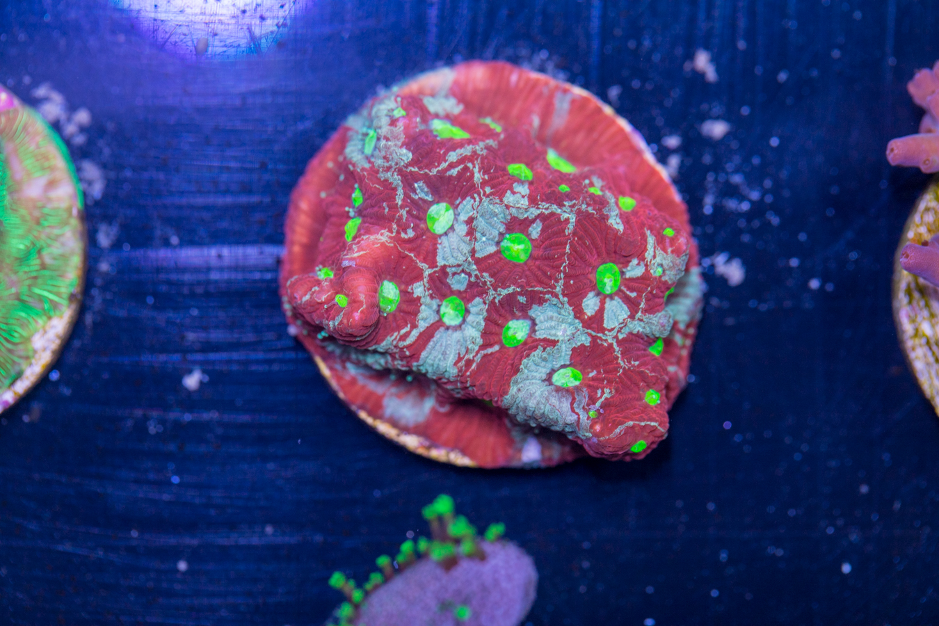 J12 - Favites 1 J12 - Favites