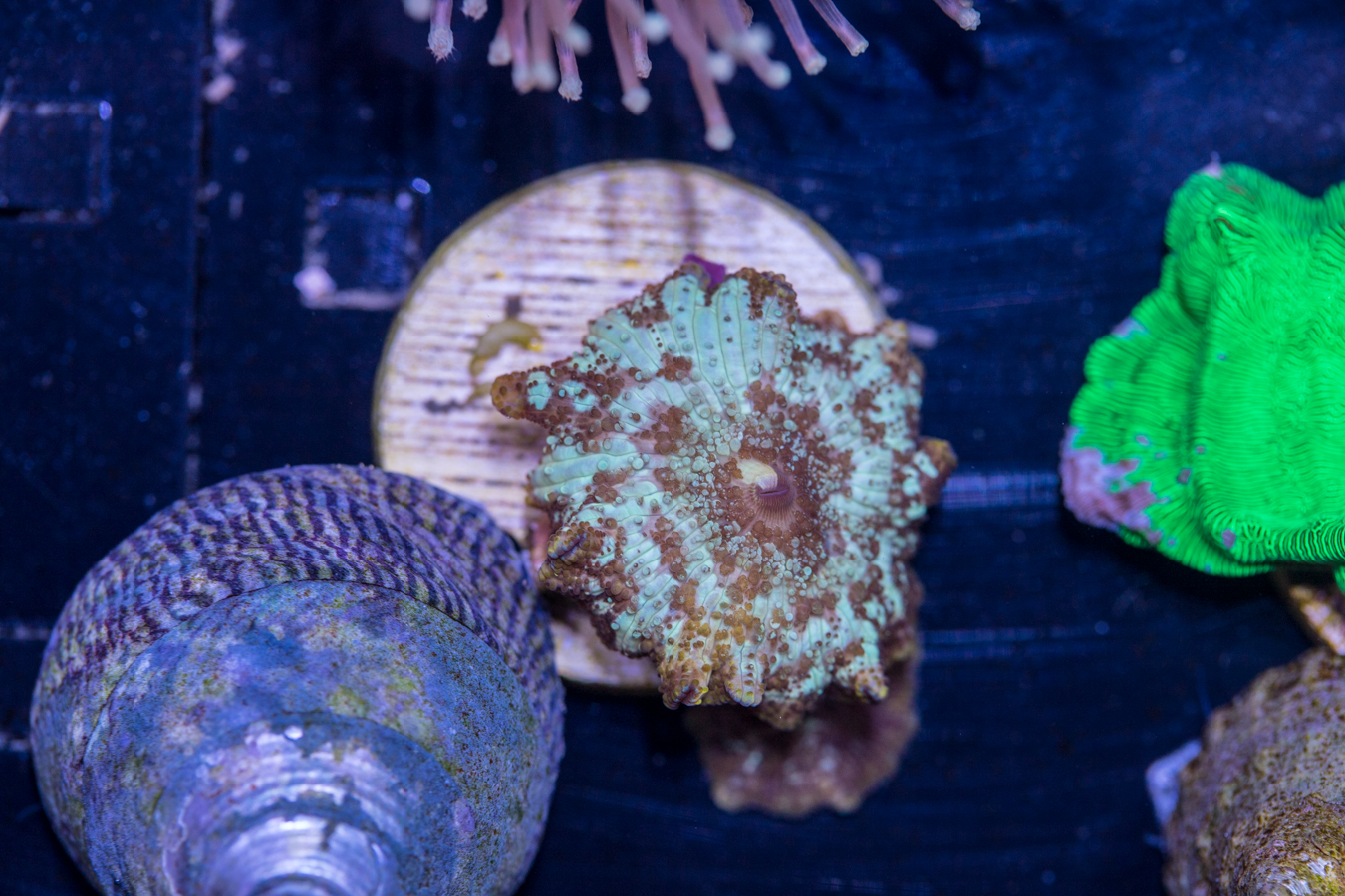 J14 - Corallimorph 1 J14 - Corallimorph