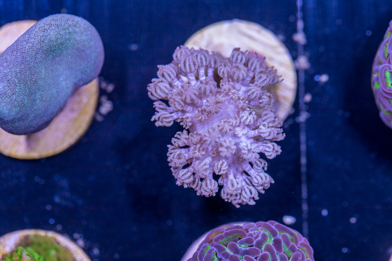 J17 - Cespitularia 1 J17 - Cespitularia