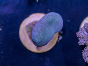 J18 - Toadstool Leather