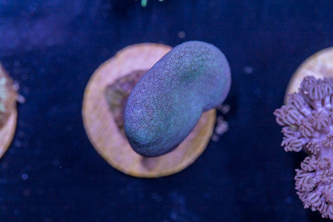 J18 - Toadstool Leather 1 J18 - Toadstool Leather