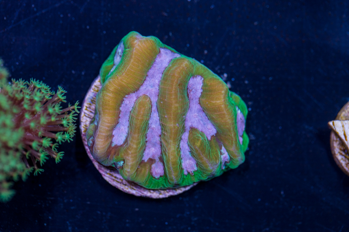 K09 - Platygyra 1 K09 - Platygyra